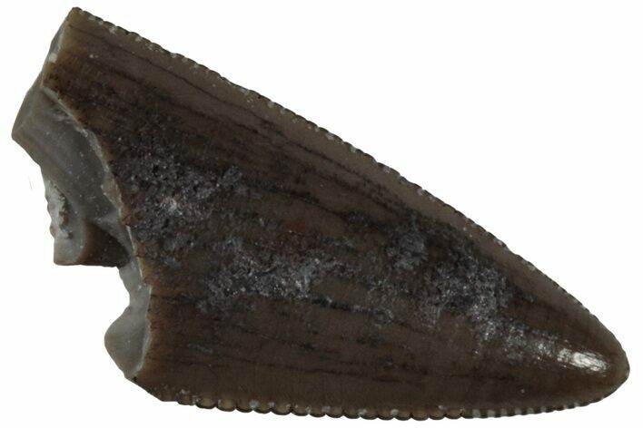 Serrated, Triassic Reptile (Postosuchus?) Tooth - Arizona #231194